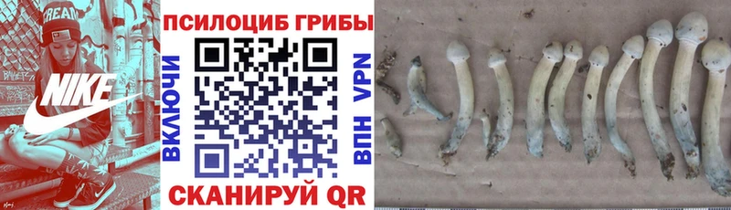продажа наркотиков  Кемерово  blacksprut как зайти  Галлюциногенные грибы Psilocybe 